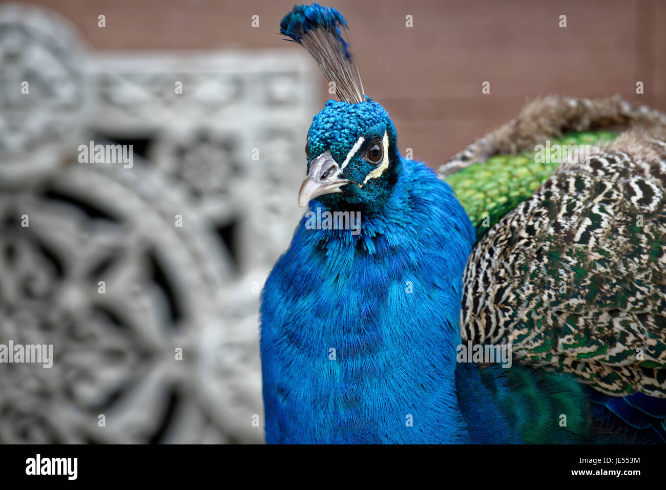 Indian peafowl (Pavo cristatus) in profile is observing the environment. Stock Photo
