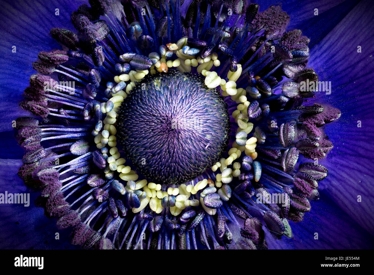 Focus stacking is showing the tiny details of an anemone. Stock Photo