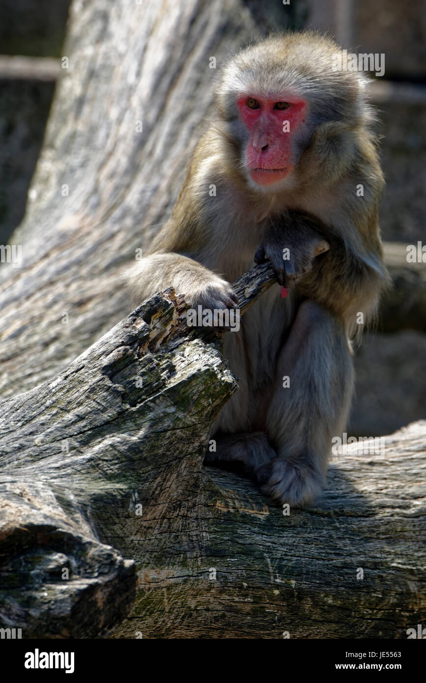 A female Japanese Macaque (Macaca fuscata) sits on a trunk Stock Photo