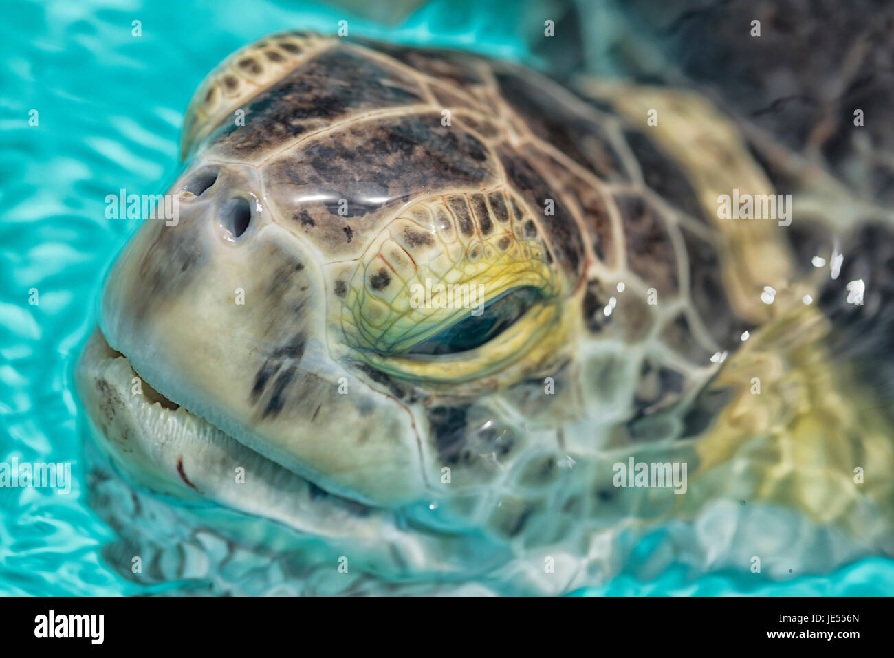 The Green Sea Turtle is living in the Atlantic. The hatching beaches are at Florida Keys and around the beaches of Miami. Stock Photo