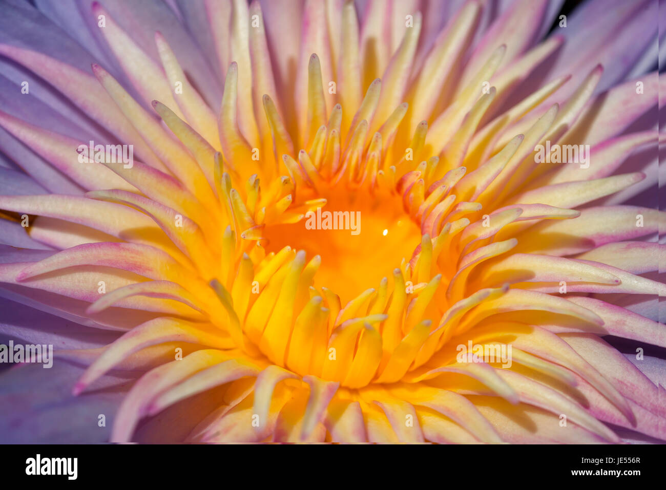 This water lily (Nymphaea sp.) impresses with the bright yellow color at the middle of the flower surrounded by light purple petals. The flowers and round leaves are floating at the surface of the water, while the plant is rooted in the soil. Stock Photo