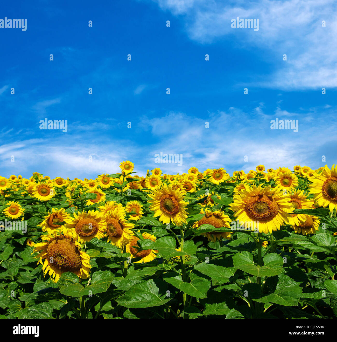 sunflower field over cloudy blue sky Stock Photo - Alamy