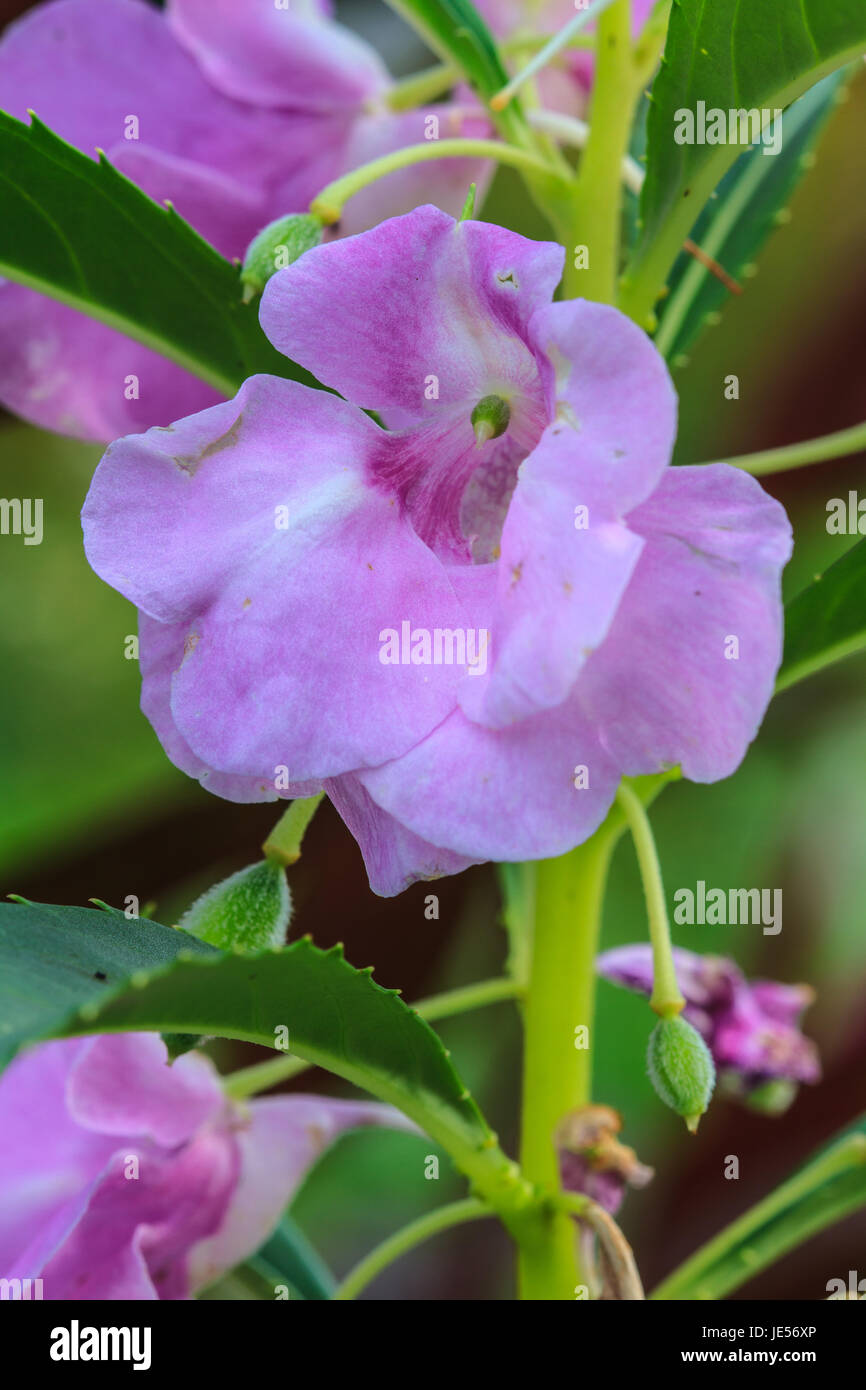 Flowering Policeman s Helmet Or Impatiens Glandulifera Plant Stock flowering-policeman-s-helmet-or-impatiens-glandulifera-plant-stock