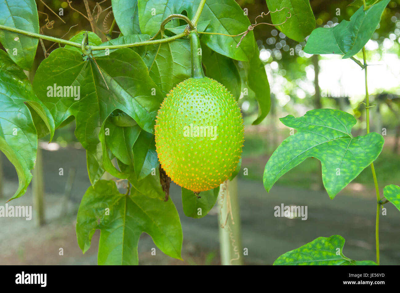 Gac Fruit As As Baby Jackfruit Spiny Bitter Gourd Sweet Gourd Or Stock Photo Alamy