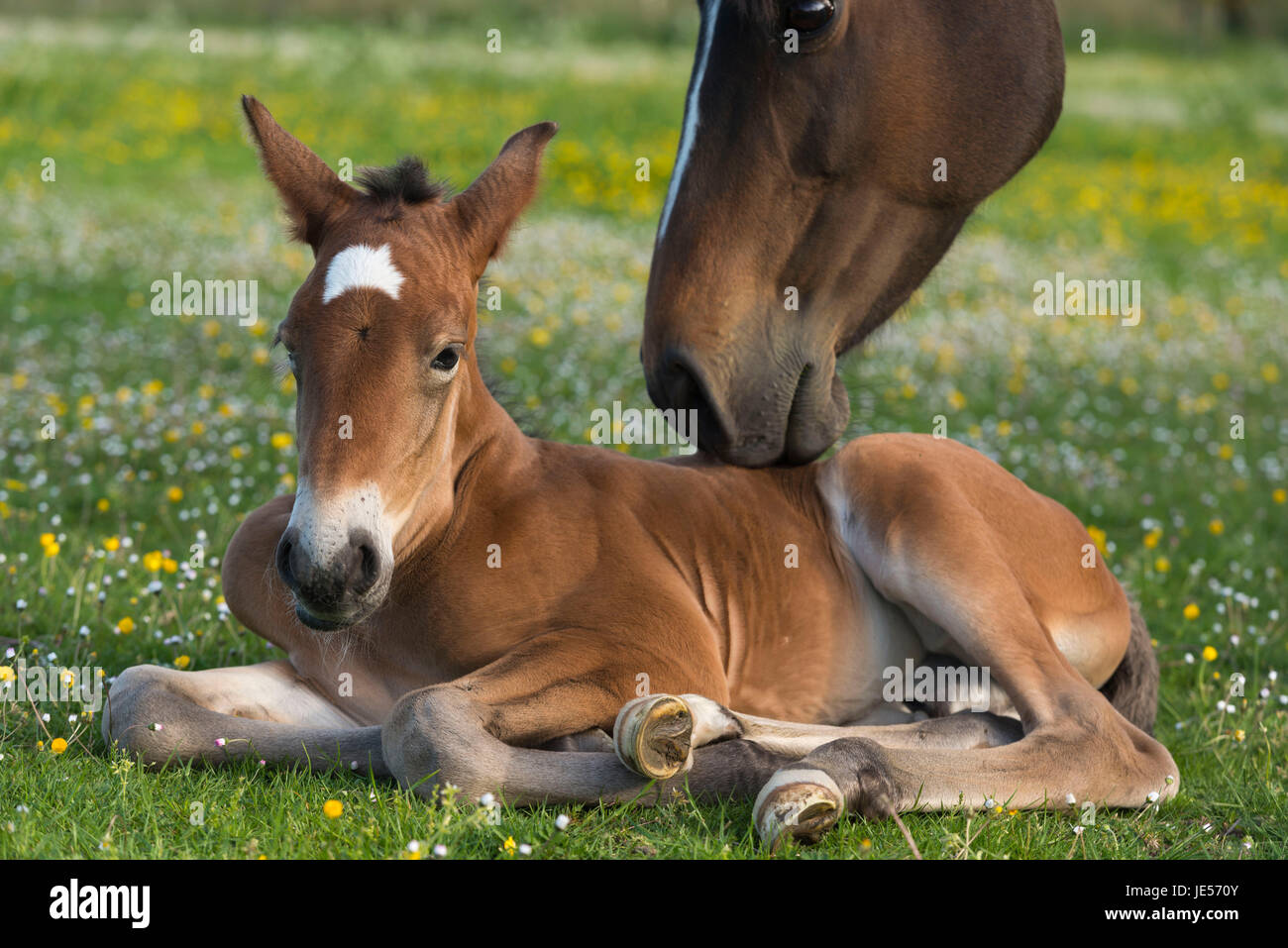 A Mare Nuzzles her Newborn Lusitano Foal Stock Photo
