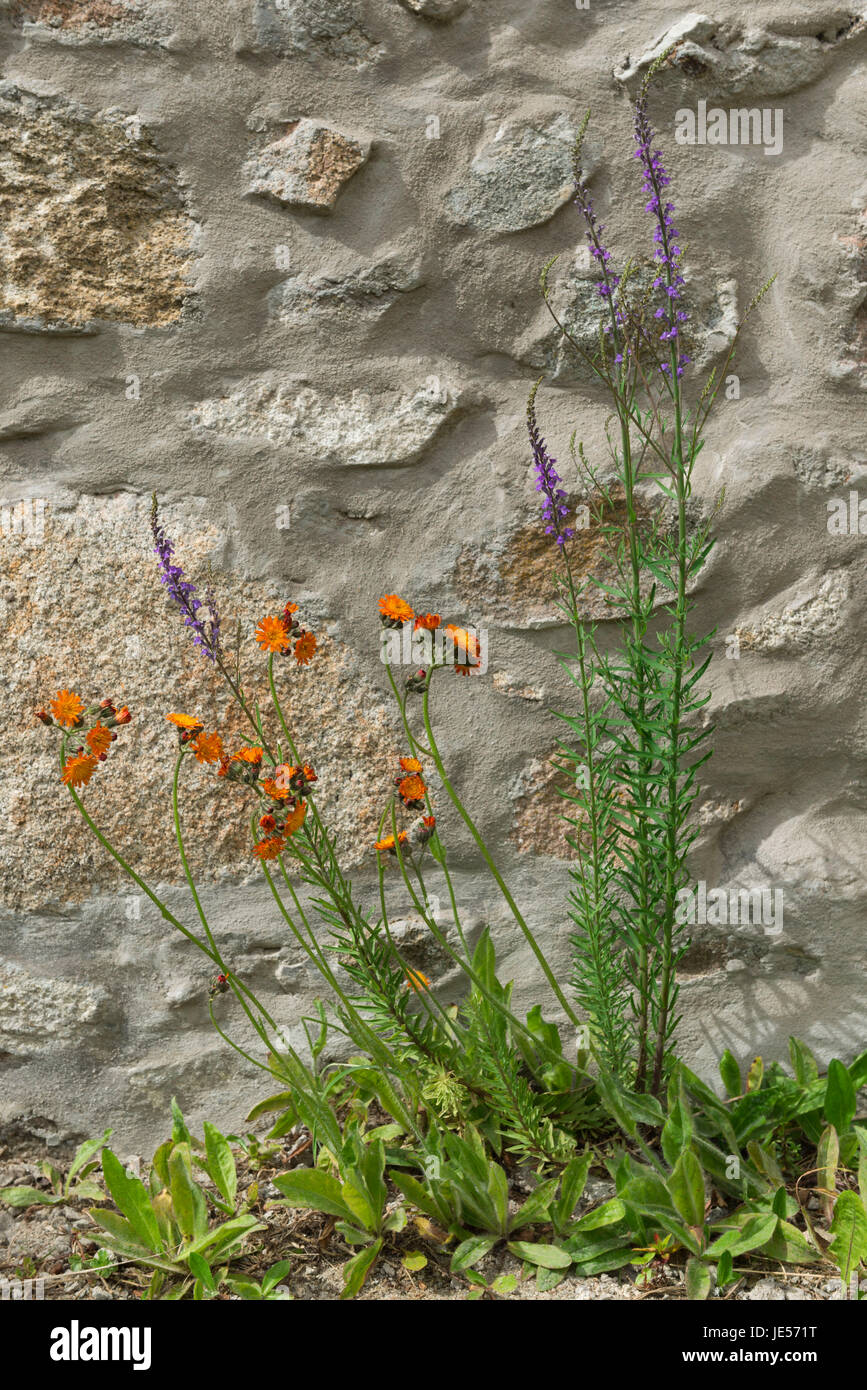 Fox and Cubs and Purple Toadflax Growing Against a Stone Wall Stock Photo