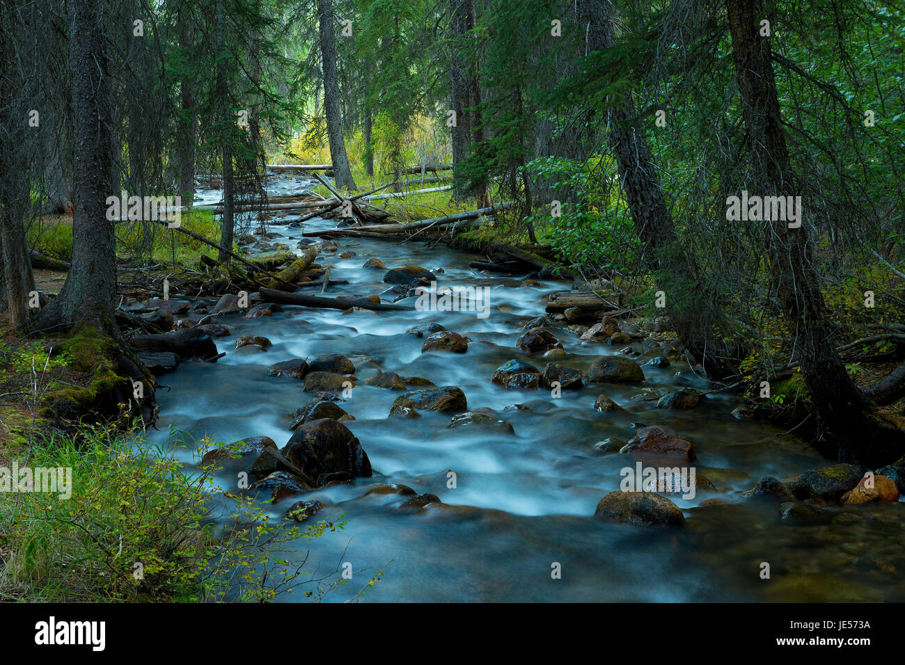 Stream in a forest hi-res stock photography and images - Alamy