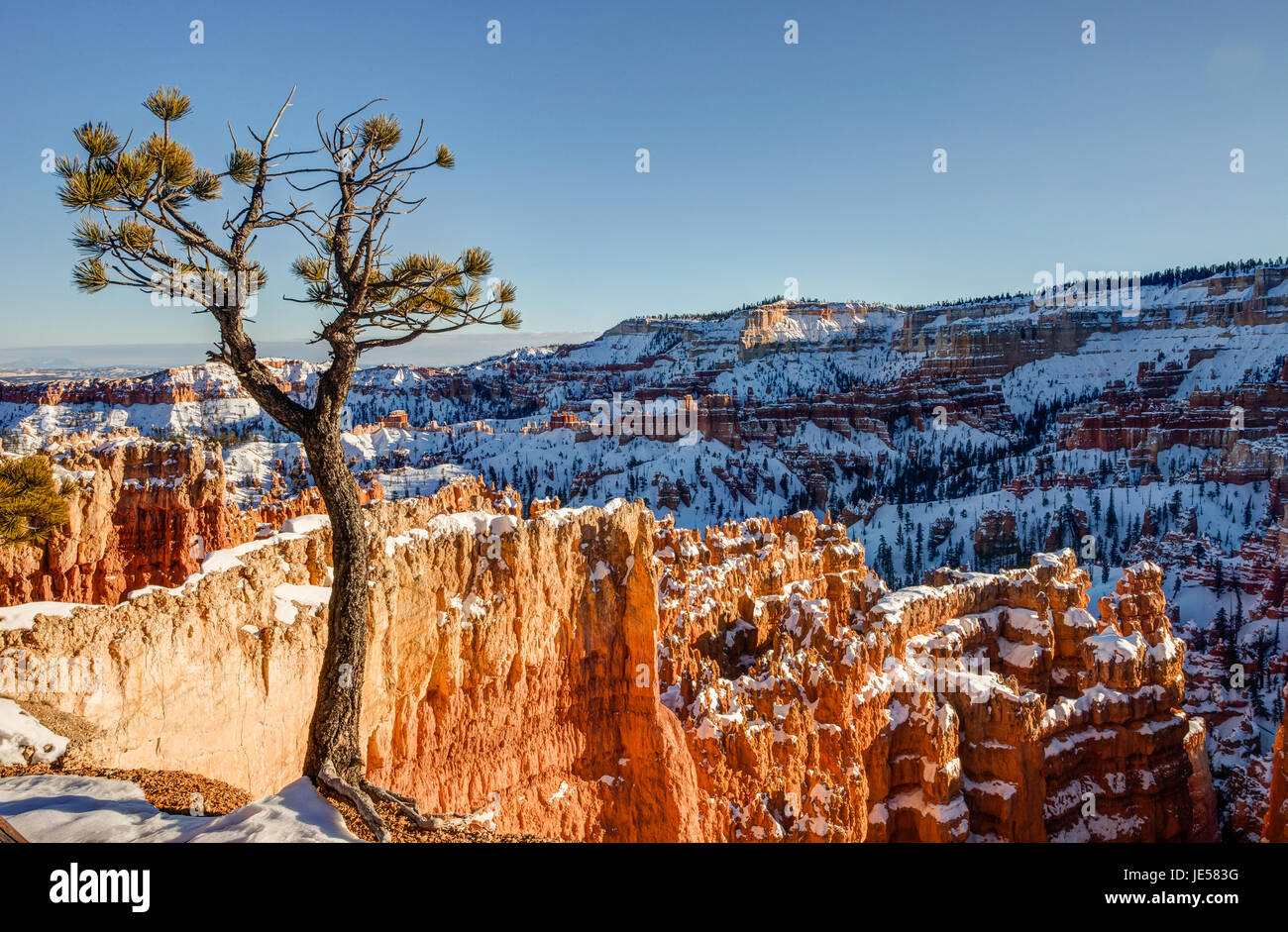 Lone bristle cone pine tree looking out over the Amphitheater at Bryce Canyon National Park, Utah Stock Photo