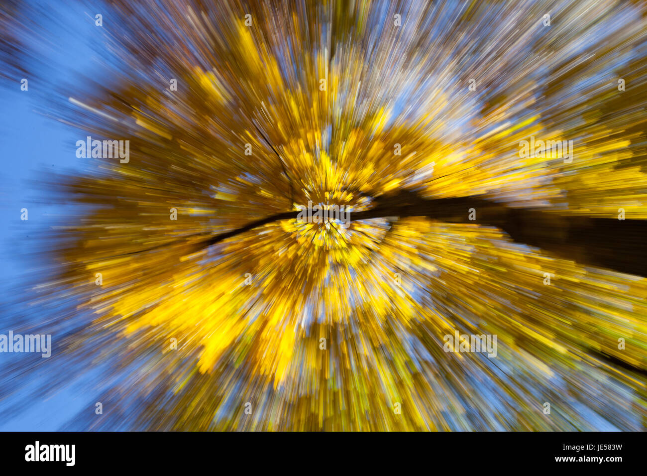 Fall Foliage Blur of Tree Top Leaves Stock Photo