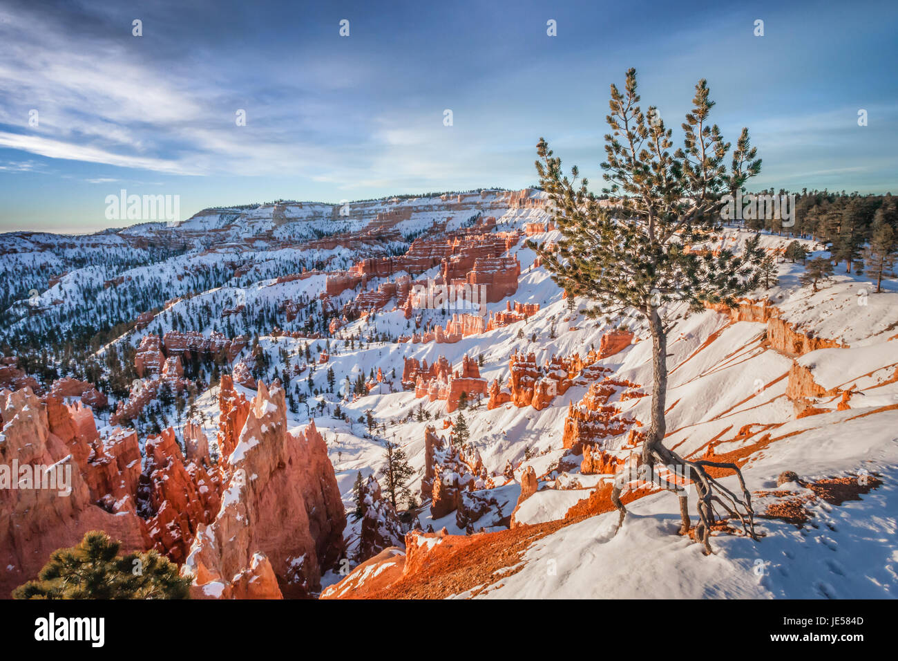 Lone pine tree on the rim of Bryce Canyon, Utah during sunrise. Stock Photo