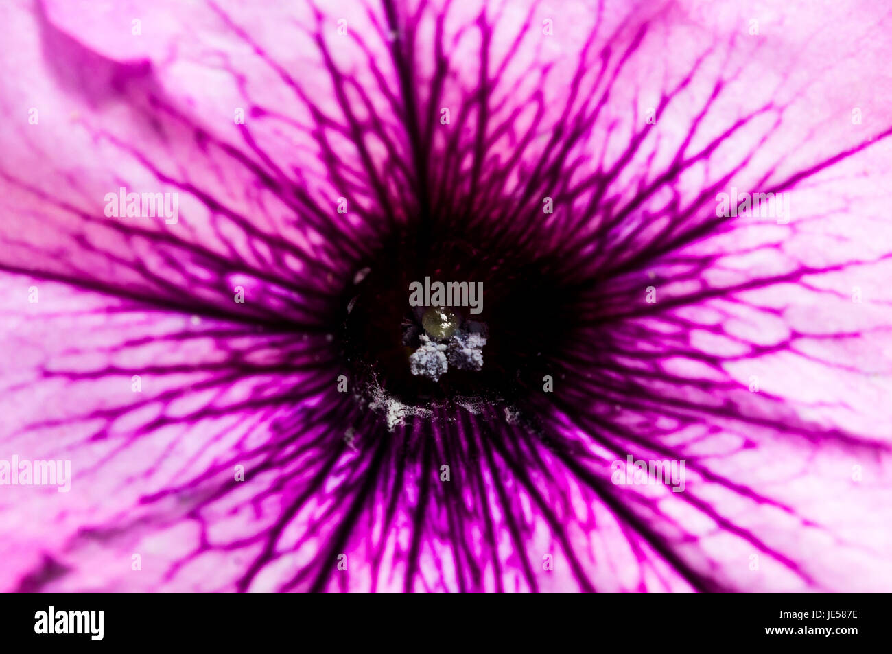 White flower with purple center hi-res stock photography and images - Alamy