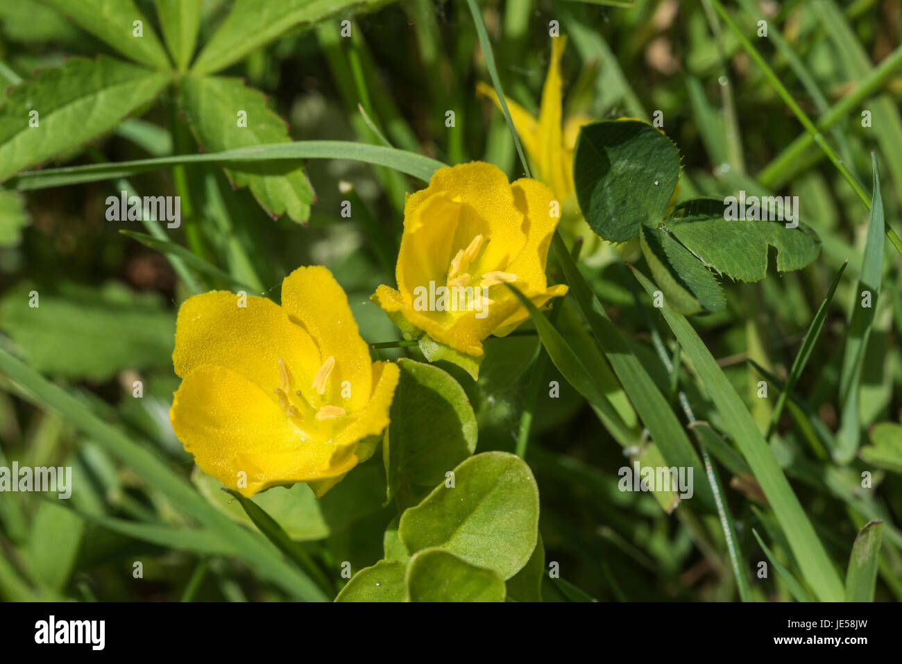 Flowers of Creeping Jenny (Lysimachia nummularia) Stock Photo