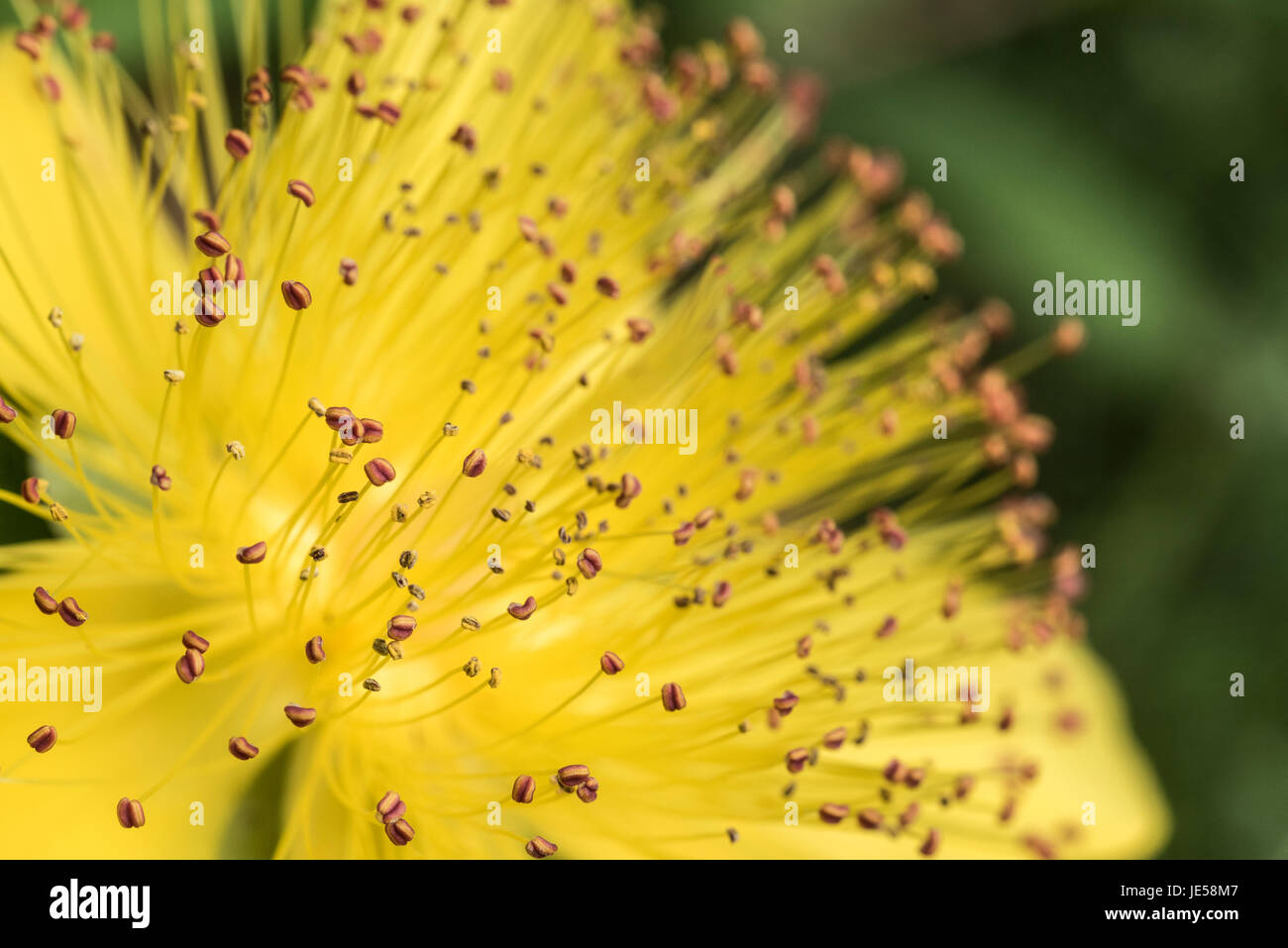 Close up of the stamen and anthers of the Rose of Sharon (Hypericum calycinum) Stock Photo