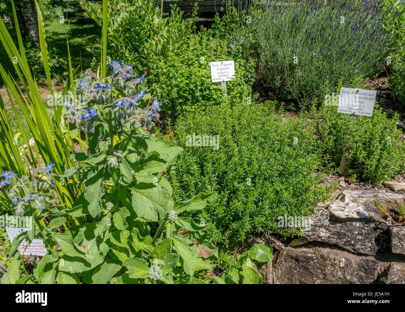 Herb garden at the Convent Inzigkofen on Upper Danube Valley, Swabian Alb, Baden Wuerttemberg, Germany, Europe Stock Photo