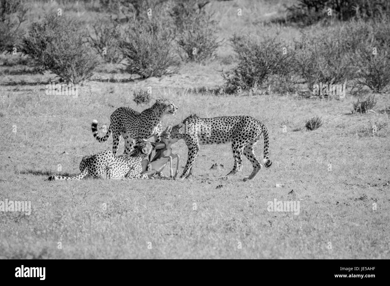 Three Cheetahs on a Springbok kill in black and white in the Kalagadi Transfrontier Park, South Africa. Stock Photo