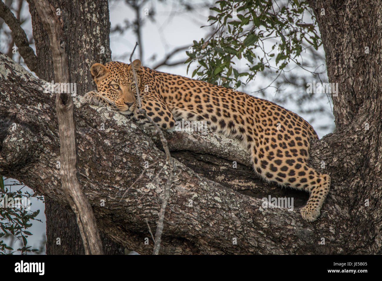 A Leopard relaxing in a tree in the Okavango Delta, Botswana Stock ...