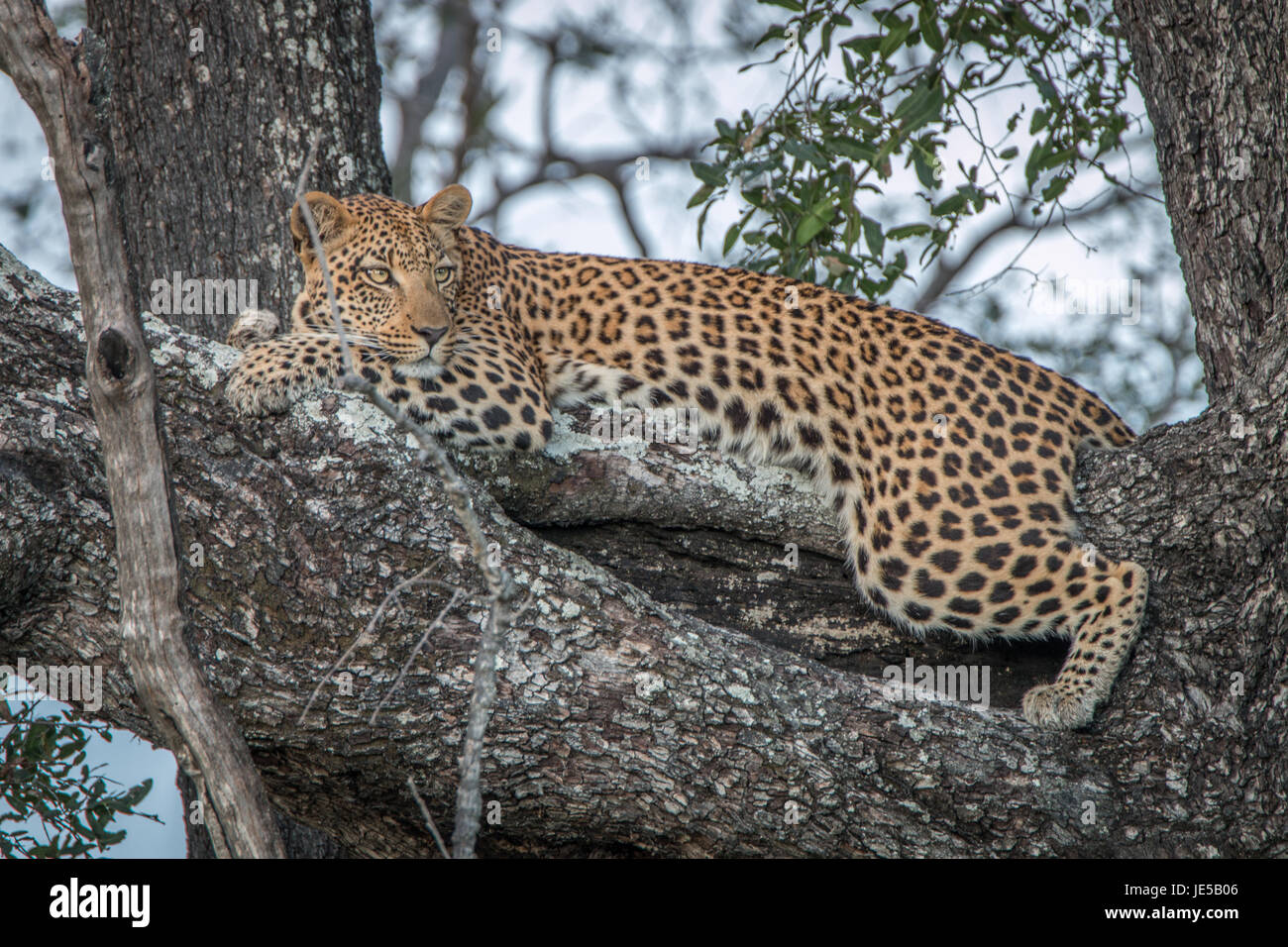 A Leopard relaxing in a tree in the Okavango Delta, Botswana Stock ...