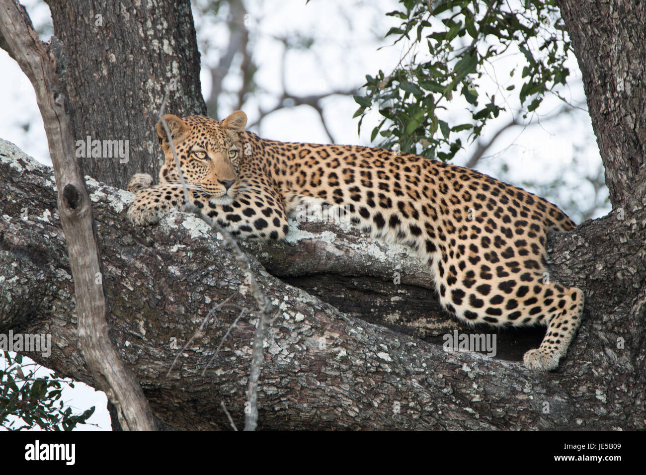 A Leopard relaxing in a tree in the Okavango Delta, Botswana Stock ...