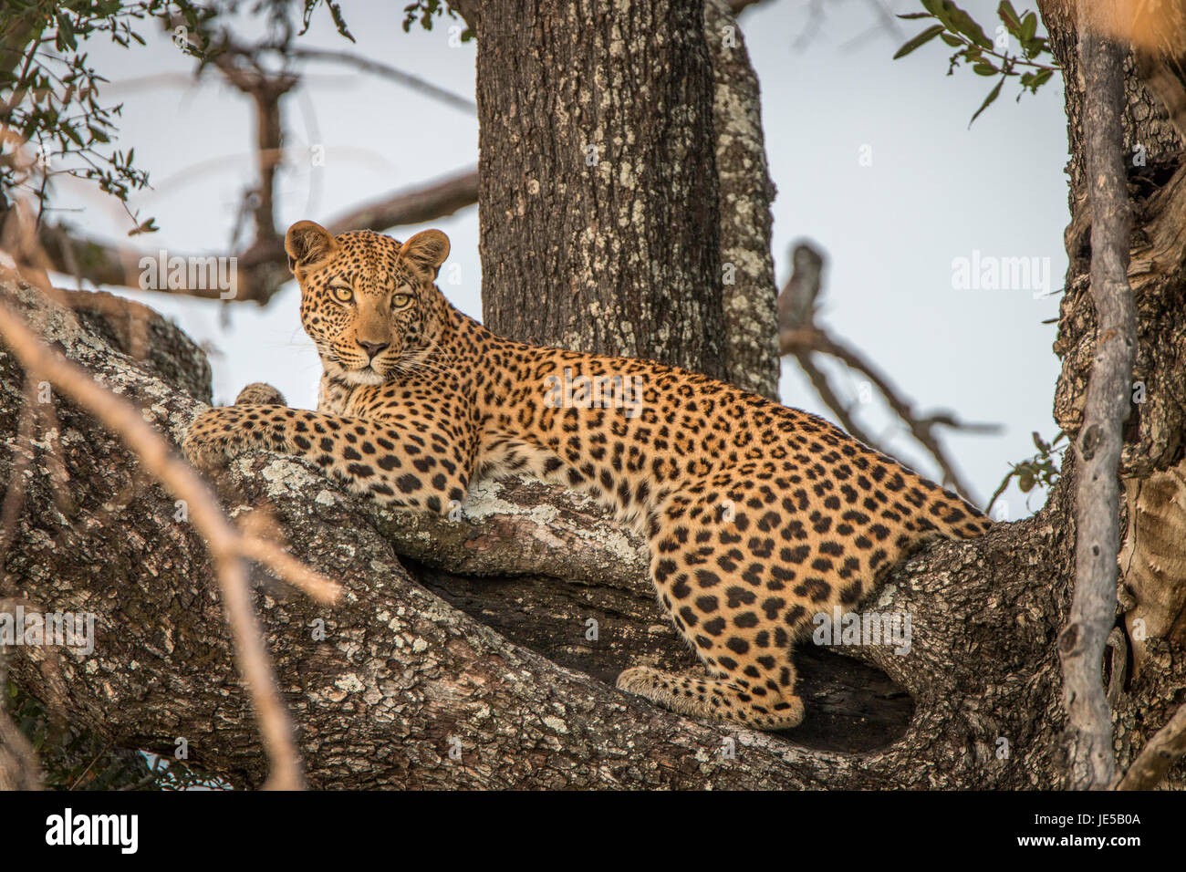 A Leopard relaxing in a tree in the Okavango Delta, Botswana Stock ...