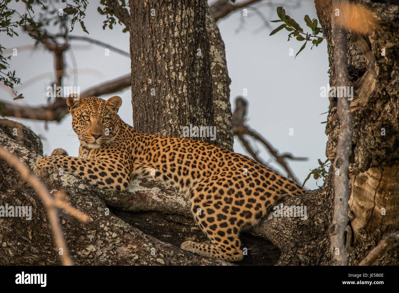 A Leopard relaxing in a tree in the Okavango Delta, Botswana Stock ...