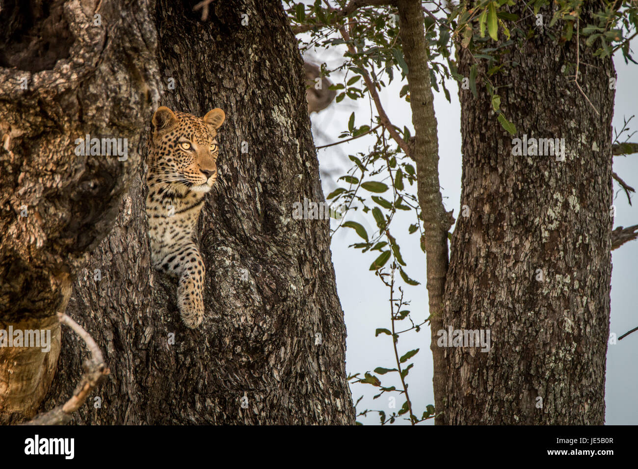 Leopard starring from a tree in the Okavango Delta, Botswana Stock ...