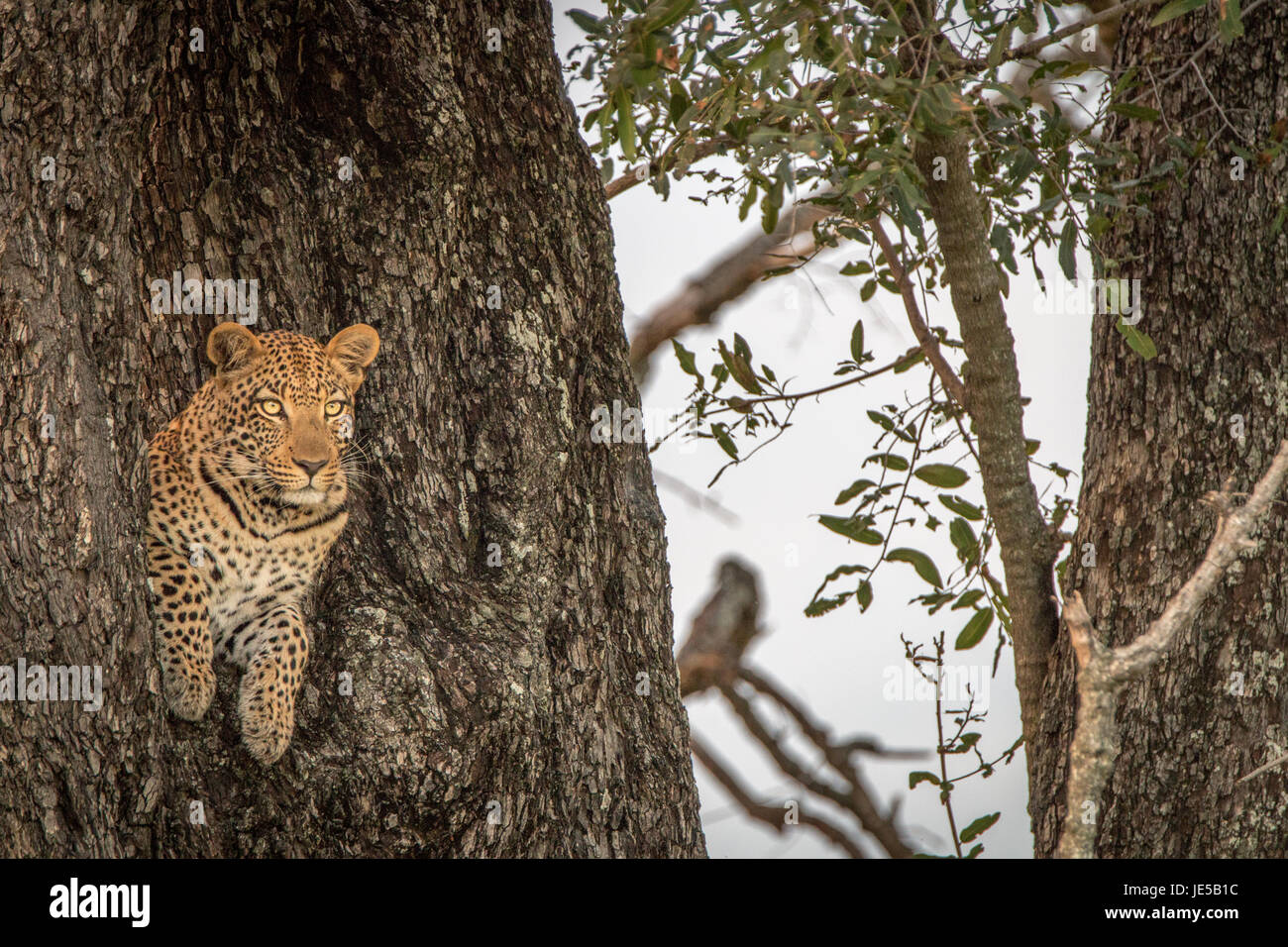 Leopard starring from a tree in the Okavango Delta, Botswana Stock ...