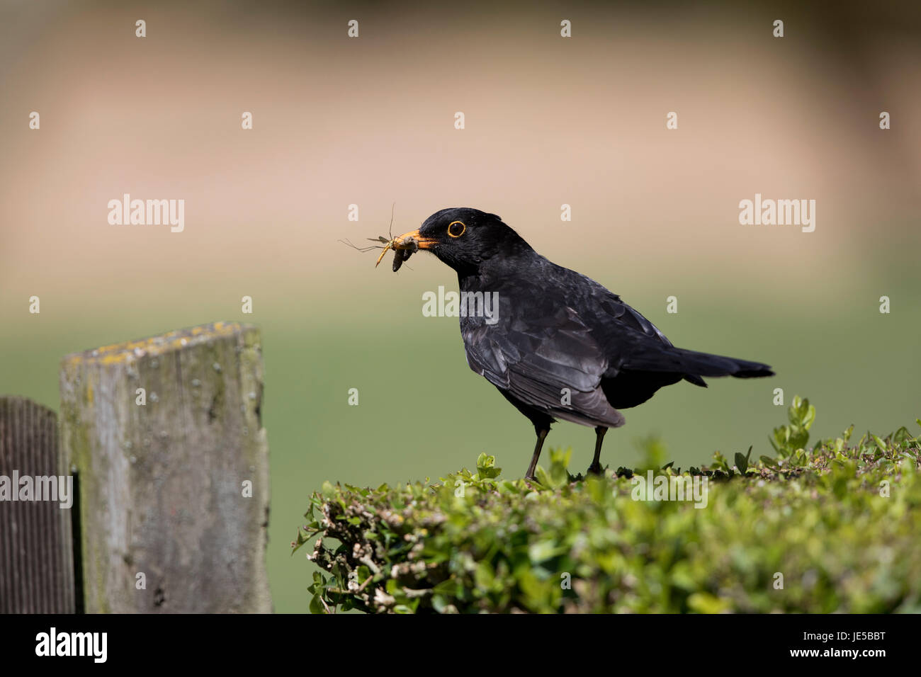 Blackbird, Turdus merula, on a garden hedge in Norfolk,Spring 2017 Stock Photo