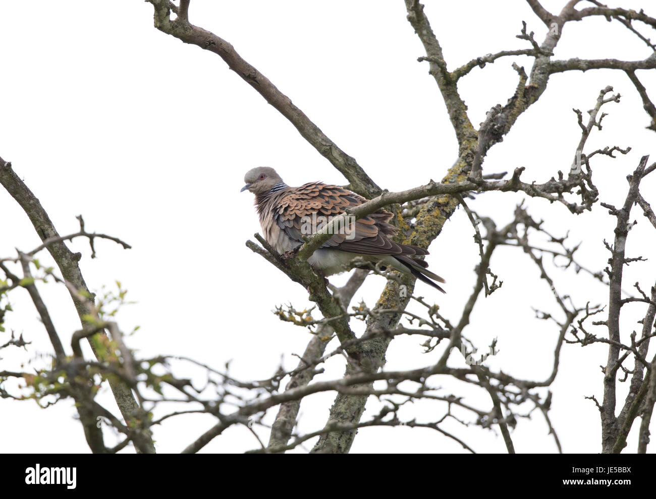 Turtle Dove at RSPB reserve Titchwell, Norfolk,June  2017 Stock Photo