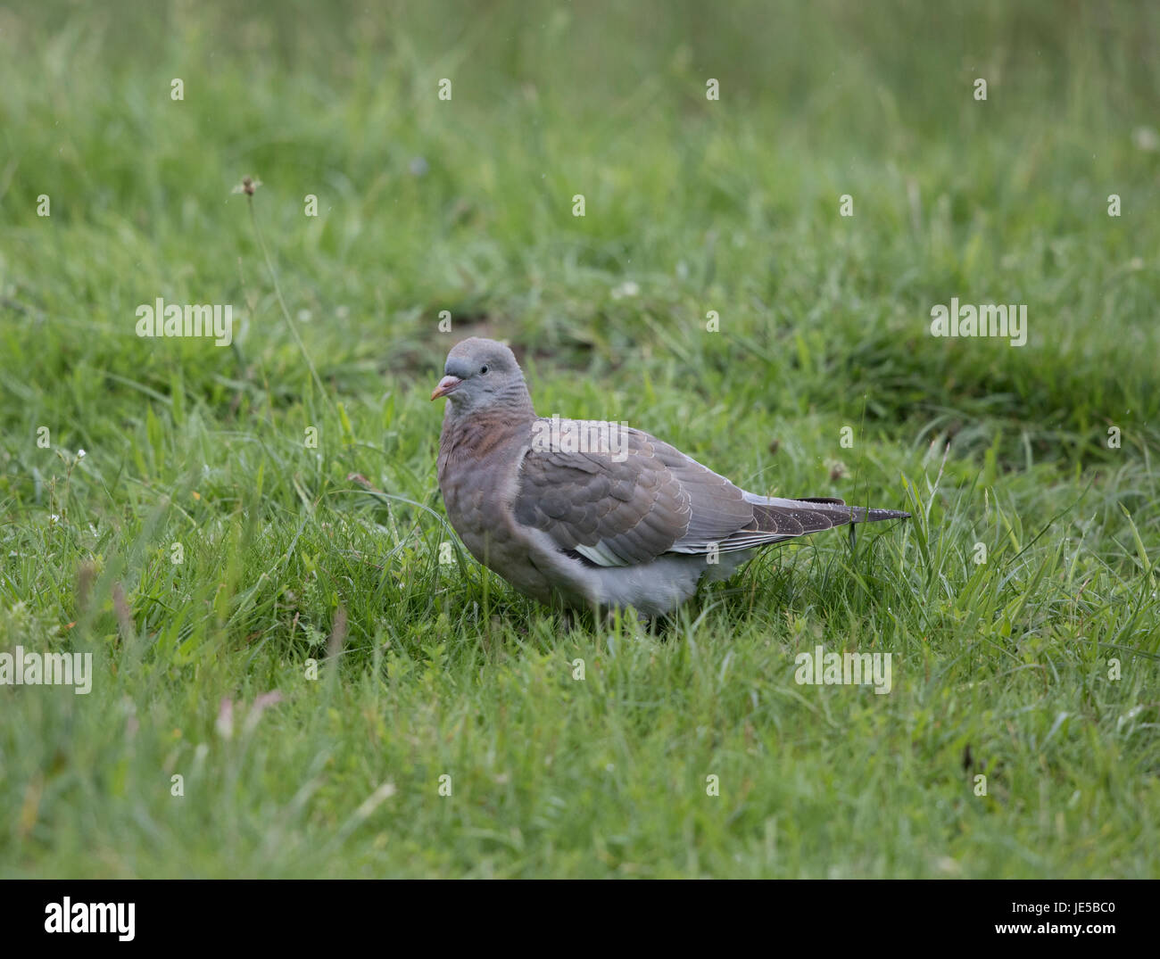 Juvenile wood pigeon hires stock photography and images Alamy