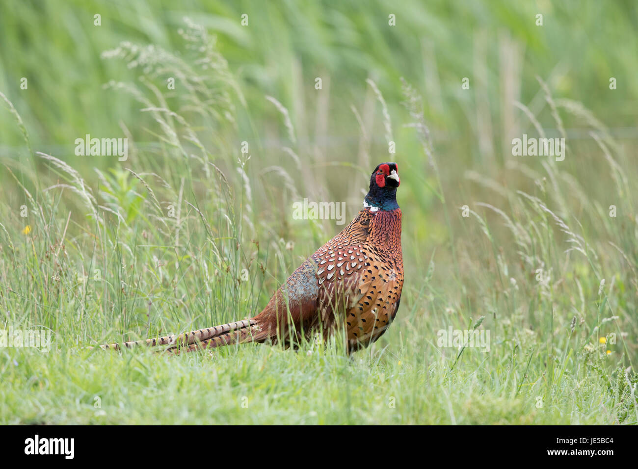 Common Pheasant in a field, Norfolk, June 2017 Stock Photo