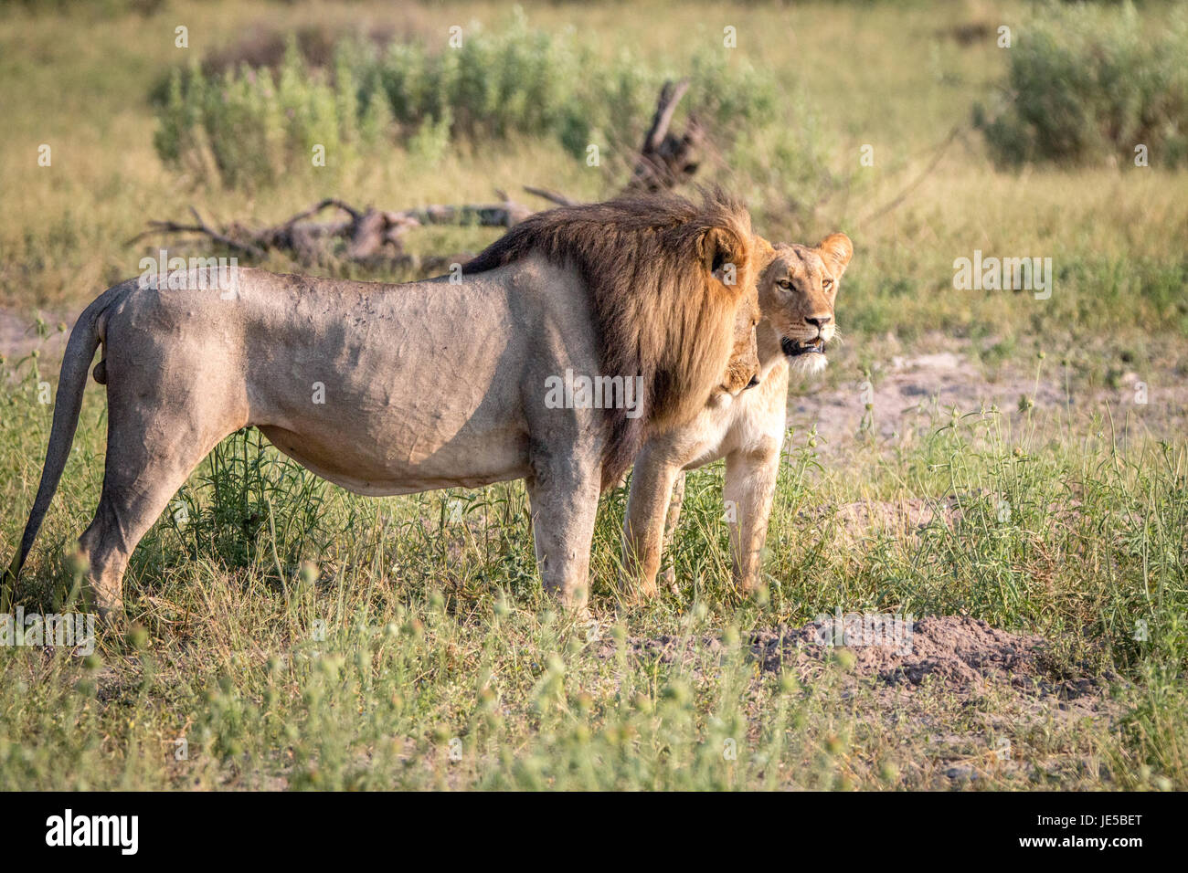 A mating couple of Lions in the Chobe National Park, Botswana Stock ...
