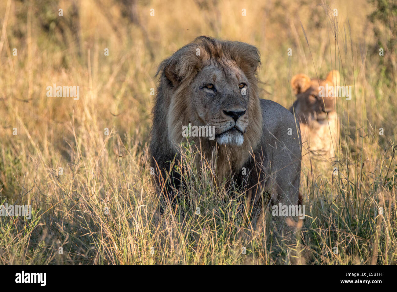 Roaring lion standing in a hi-res stock photography and images - Alamy