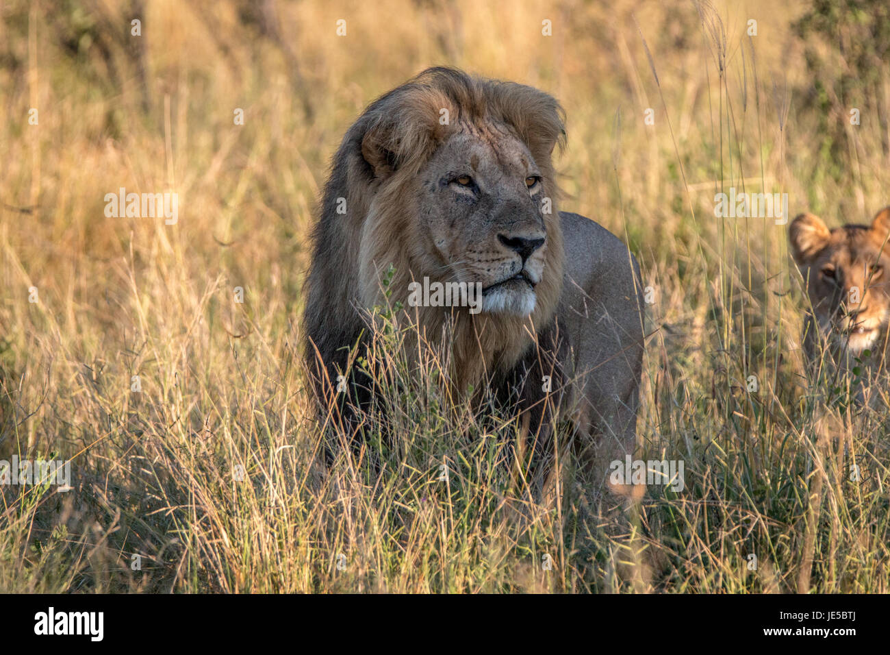 Roaring lion standing in a hi-res stock photography and images - Alamy