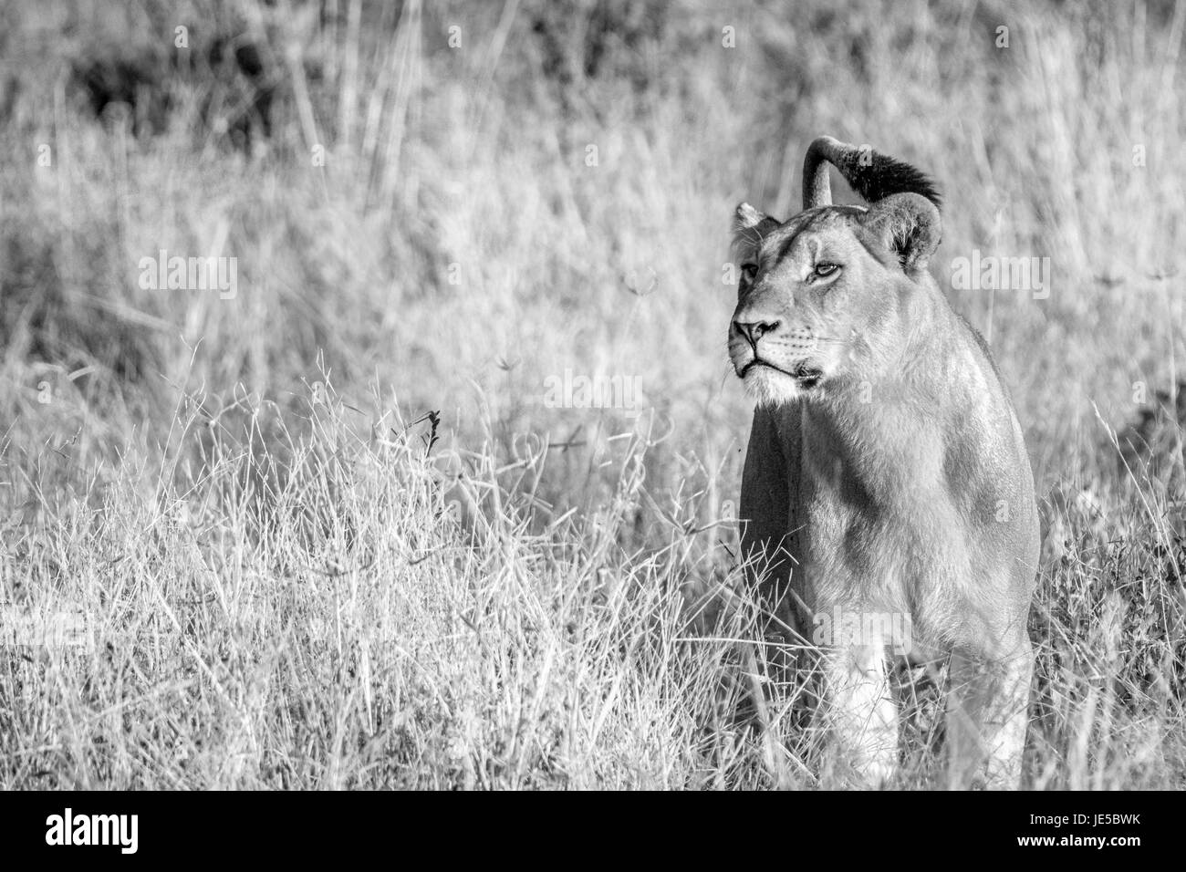 Angry lion Black and White Stock Photos & Images - Alamy