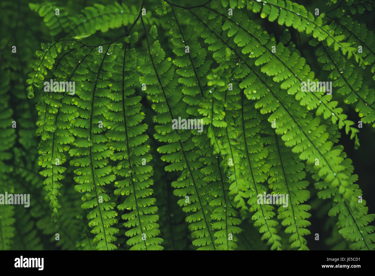 Ferns lush rain forest hi-res stock photography and images - Alamy