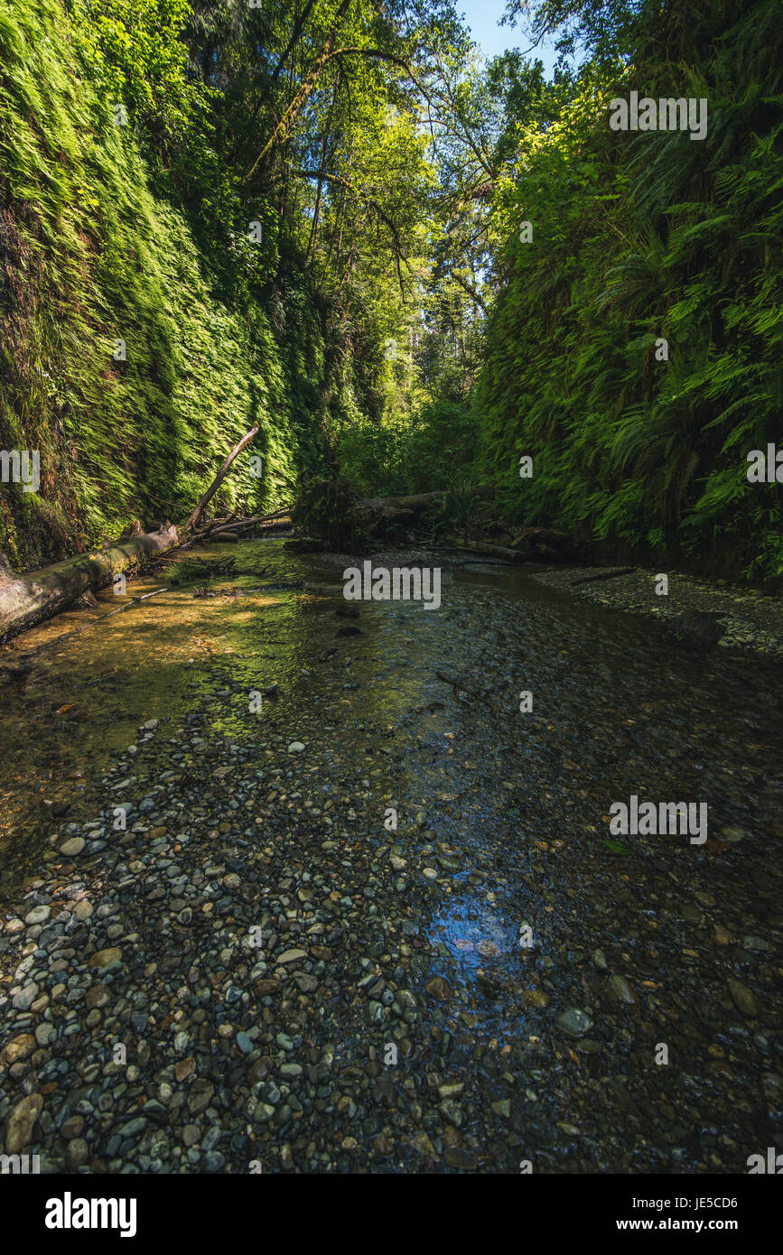 Fern Canyon, California, USA Stock Photo Alamy