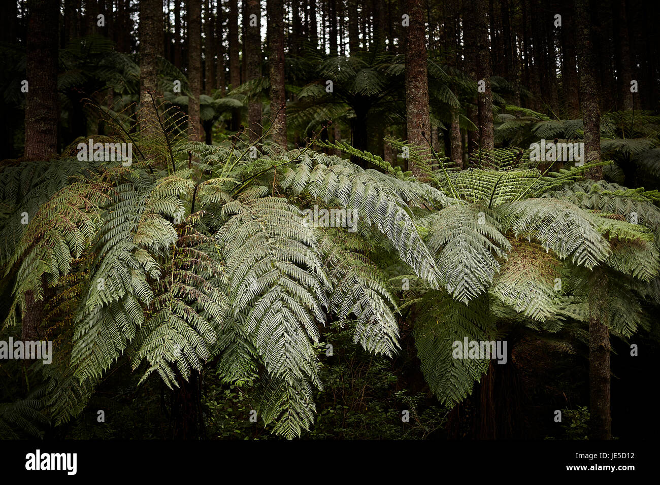 Ferns under forresrty canopy Stock Photo