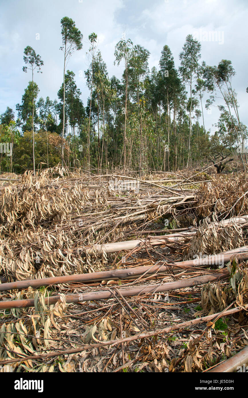 Deforestation Vertical Stock Photos & Deforestation Vertical Stock