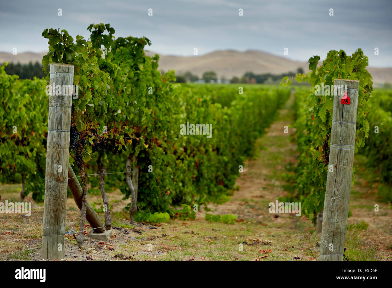 Harvest ready grape vines Stock Photo