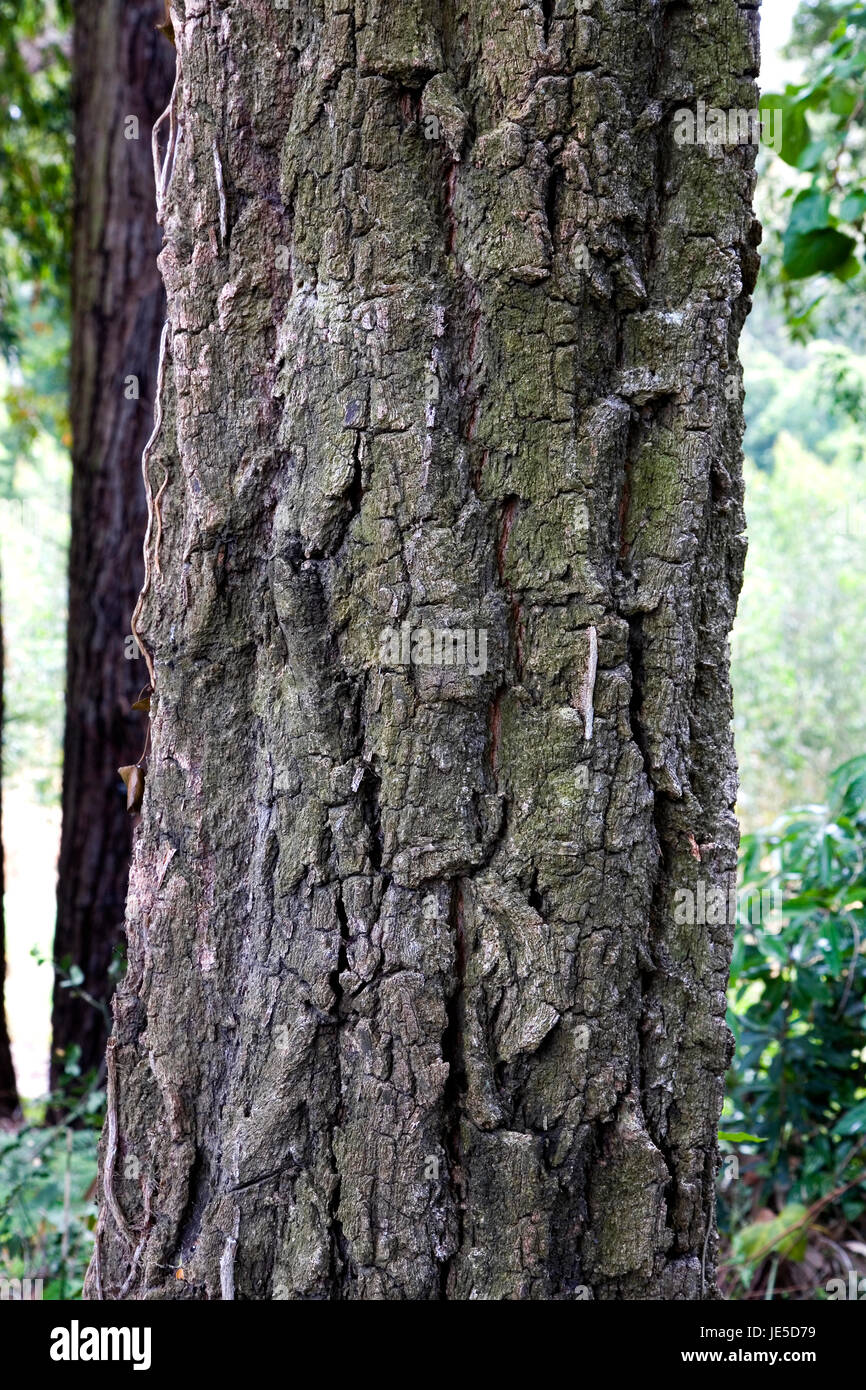 Ironbark Tree Stock Photos & Ironbark Tree Stock Images Alamy