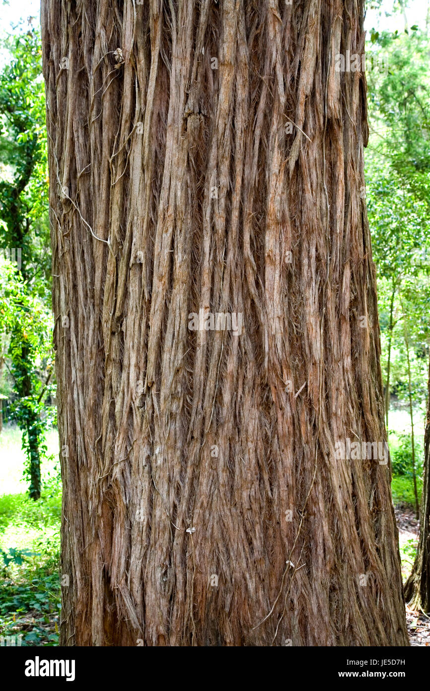 Stringybark Forest Stock Photos & Stringybark Forest Stock Images Alamy
