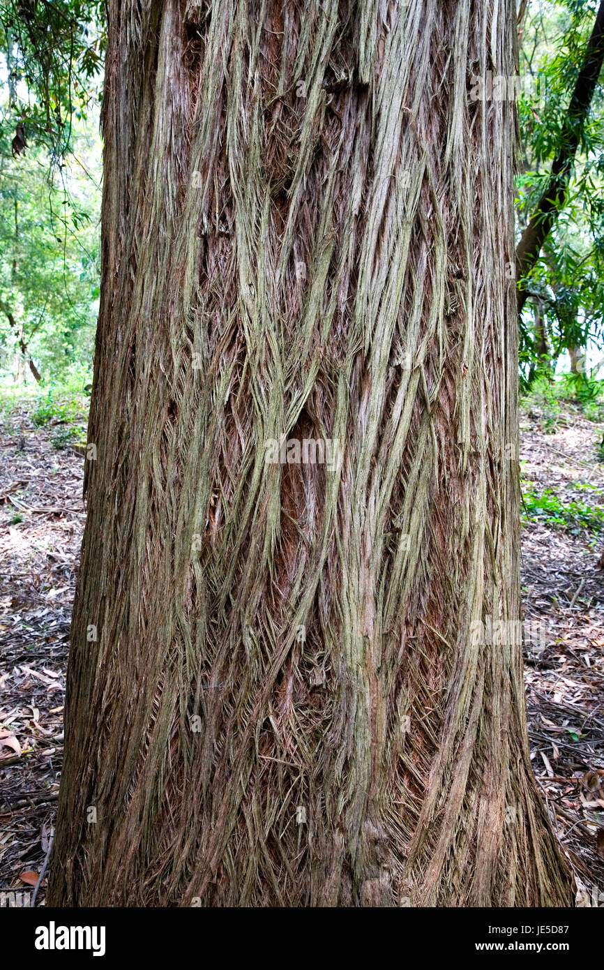 Stringybark Stock Photos & Stringybark Stock Images Alamy