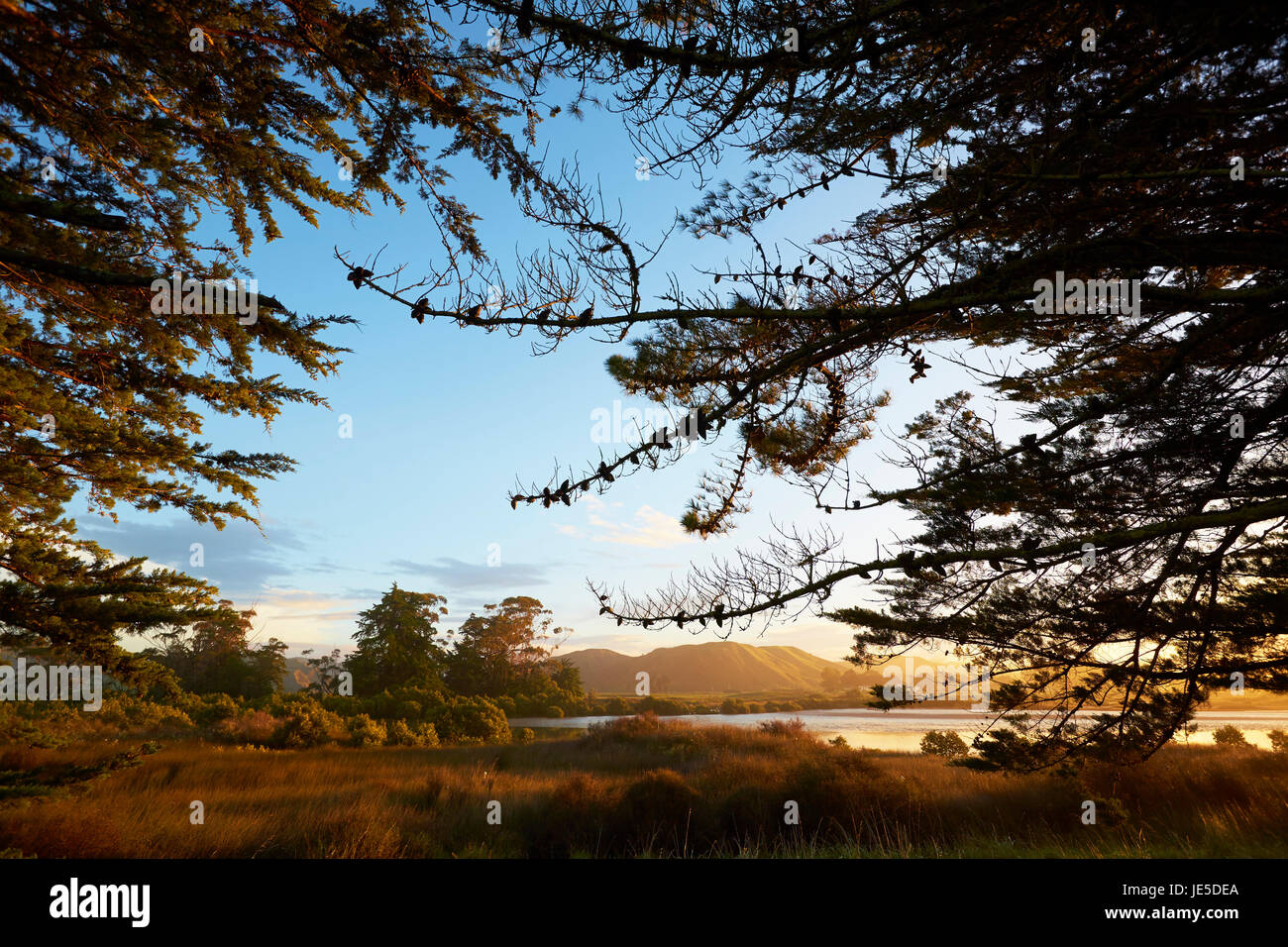 Wetlands behind Tolaga Bay (Māori Uawa) beach Stock Photo Alamy