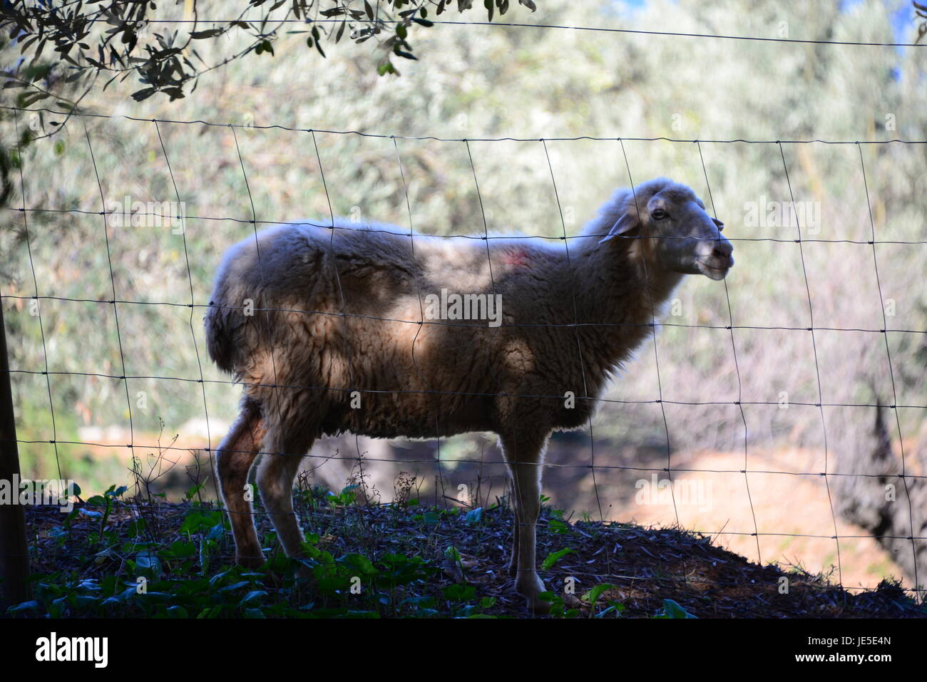 sheep spain Stock Photo Alamy sheep spain Stock Photo Alamy
