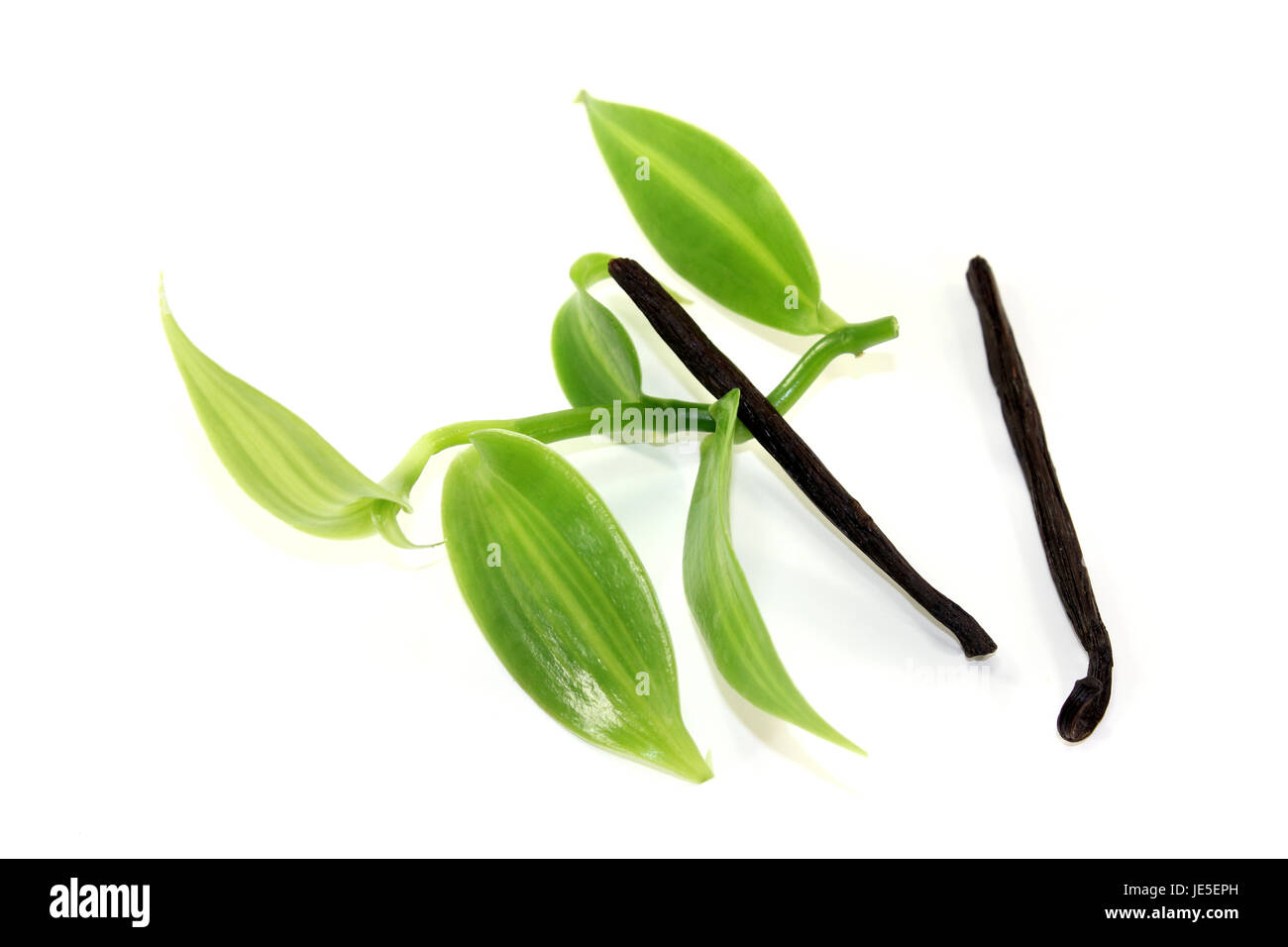 grüne Vanilleblätter mit Vanillestangen auf hellem Hintergrund Stock Photo
