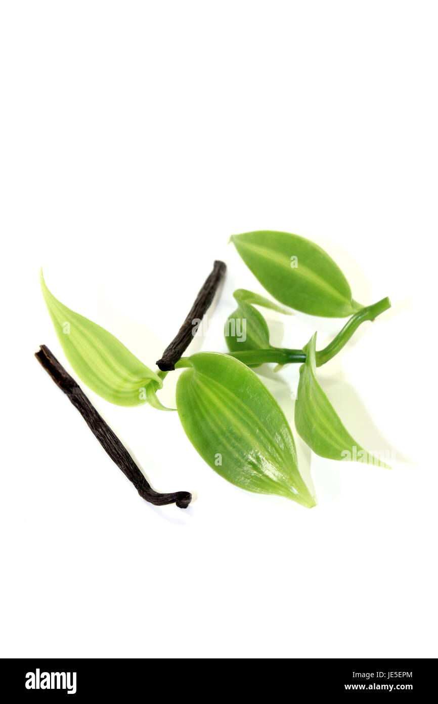 grüne Vanilleblätter mit dunklen Vanillestangen auf hellem Hintergrund Stock Photo