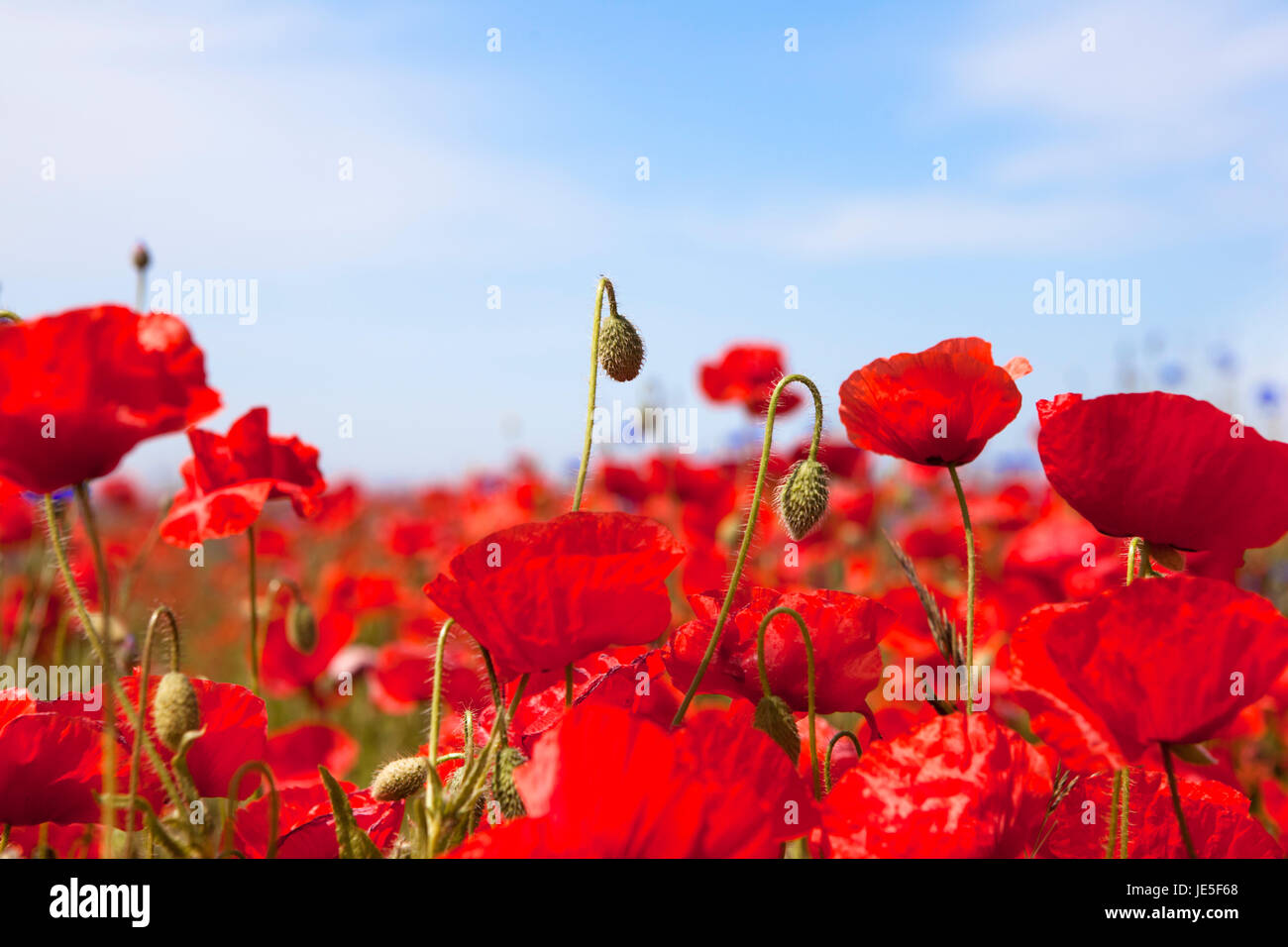 many red poppy flowers on a field with blue sky and sun Stock Photo - Alamy