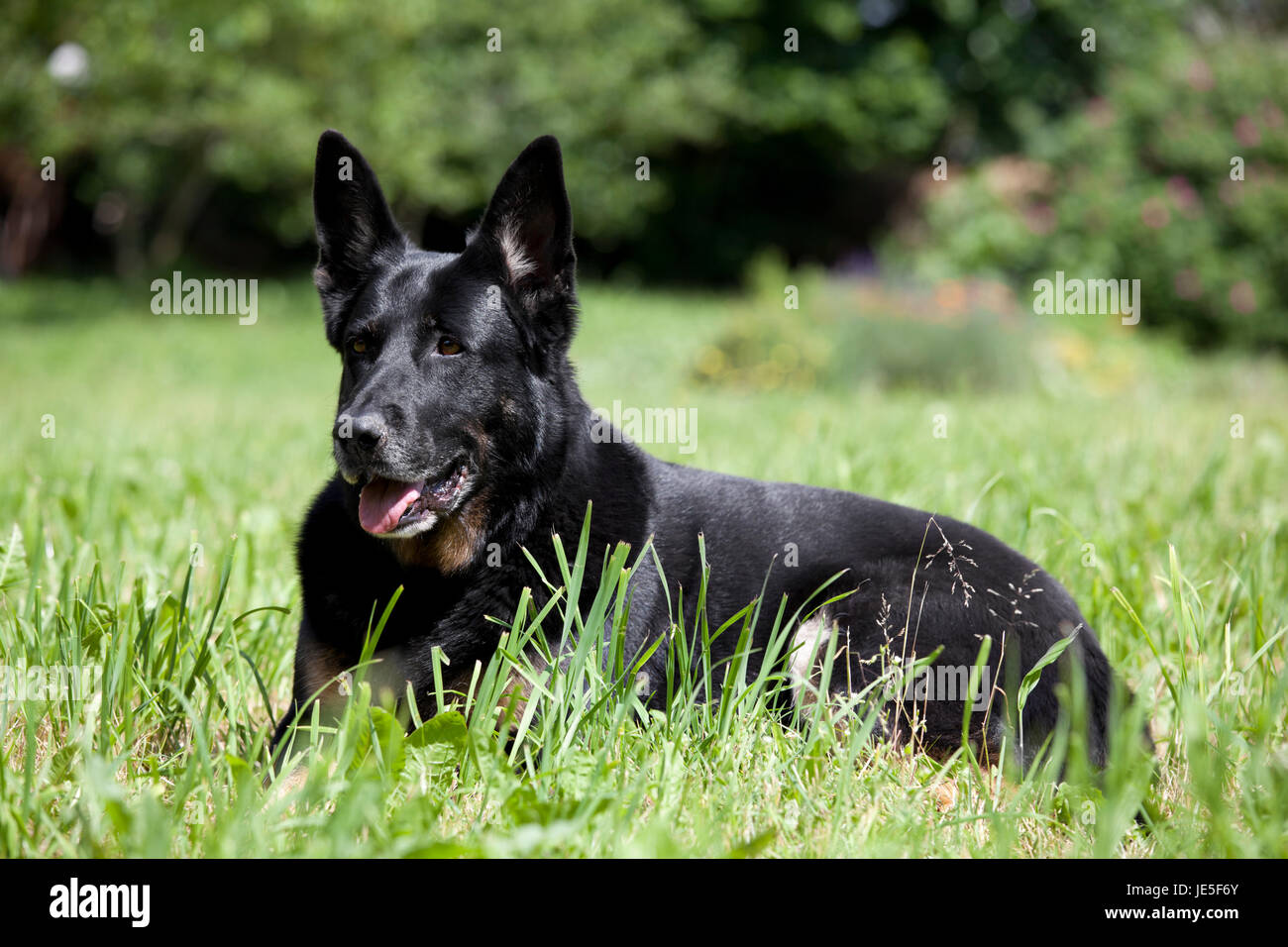 a black dog lying in the tall grass and looks aside Stock Photo - Alamy