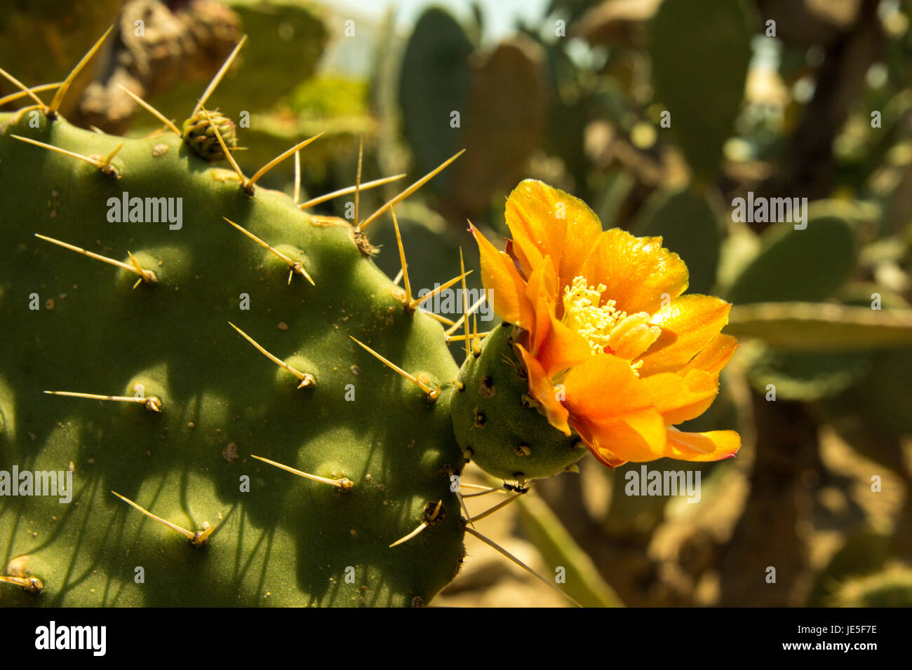 Colorful blooming claret cup cactus blossoms closeup Stock Photo