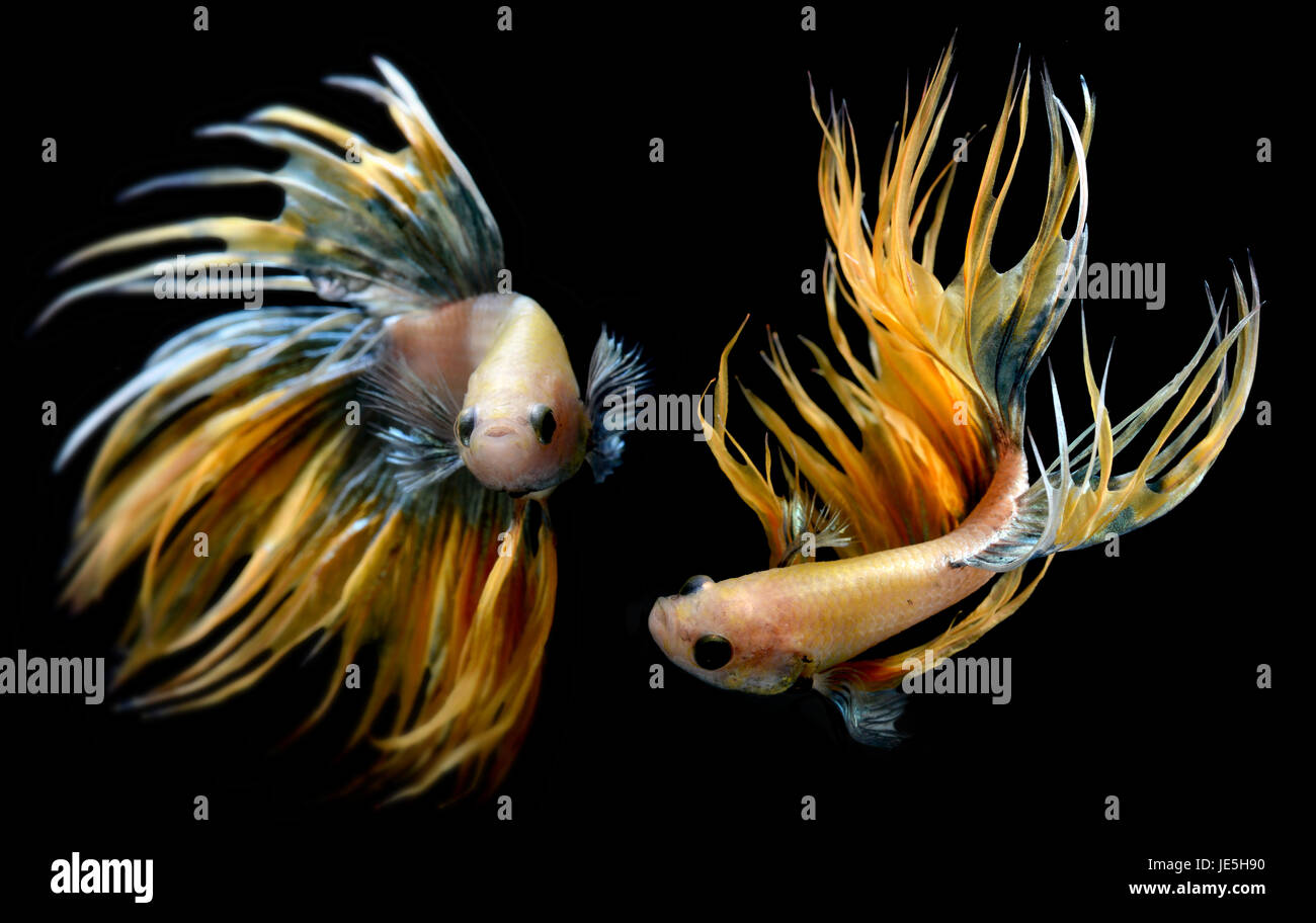 Crowntail Betta or Saimese fighting fish swiming and show the motion of dress fin photo in flash studio lighting. Stock Photo